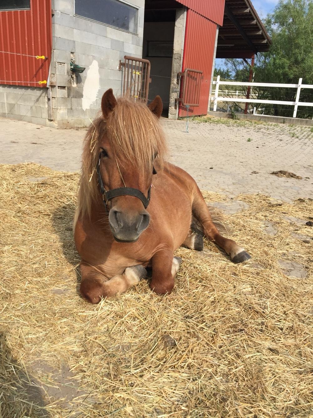 Shetlænder Bølle <3 billede 19