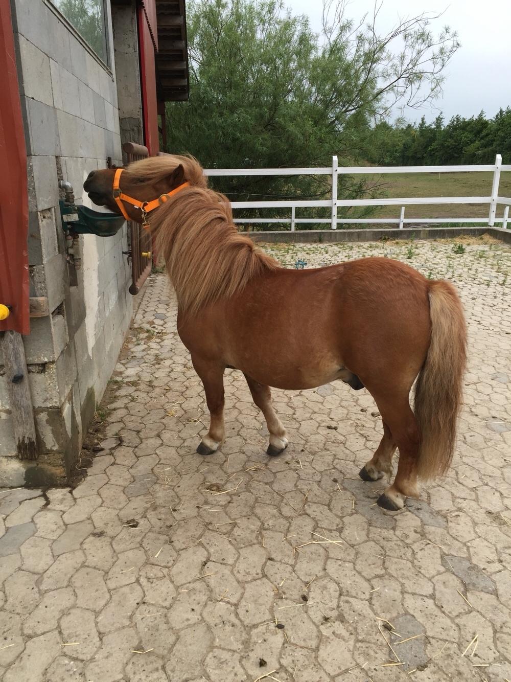 Shetlænder Bølle <3 billede 6