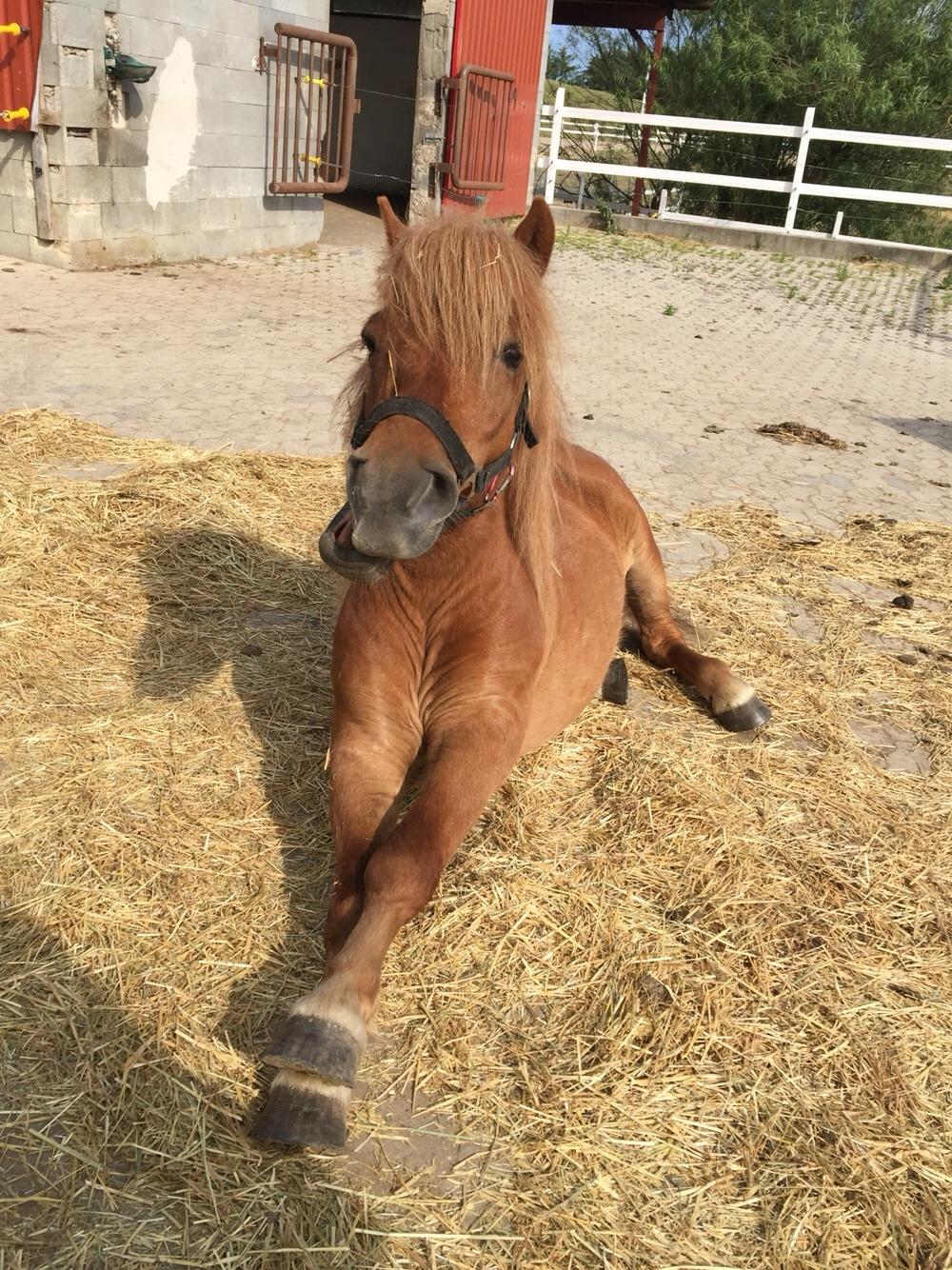 Shetlænder Bølle <3 billede 9