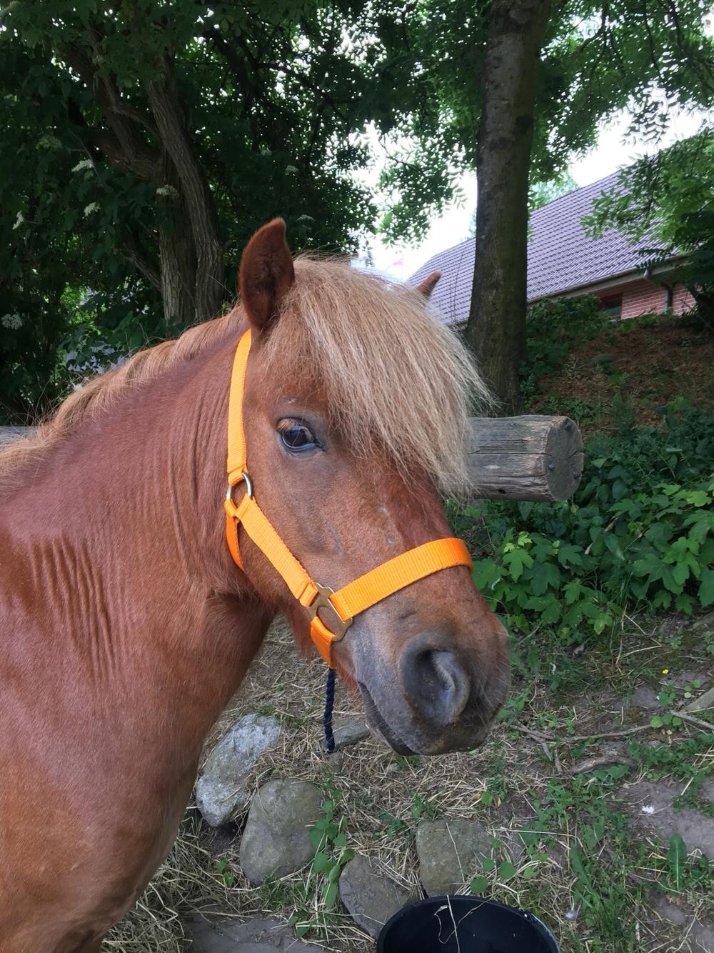 Shetlænder Bølle <3 billede 7