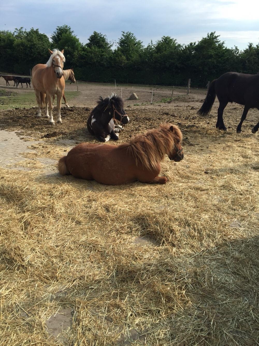 Shetlænder Bølle <3 billede 11