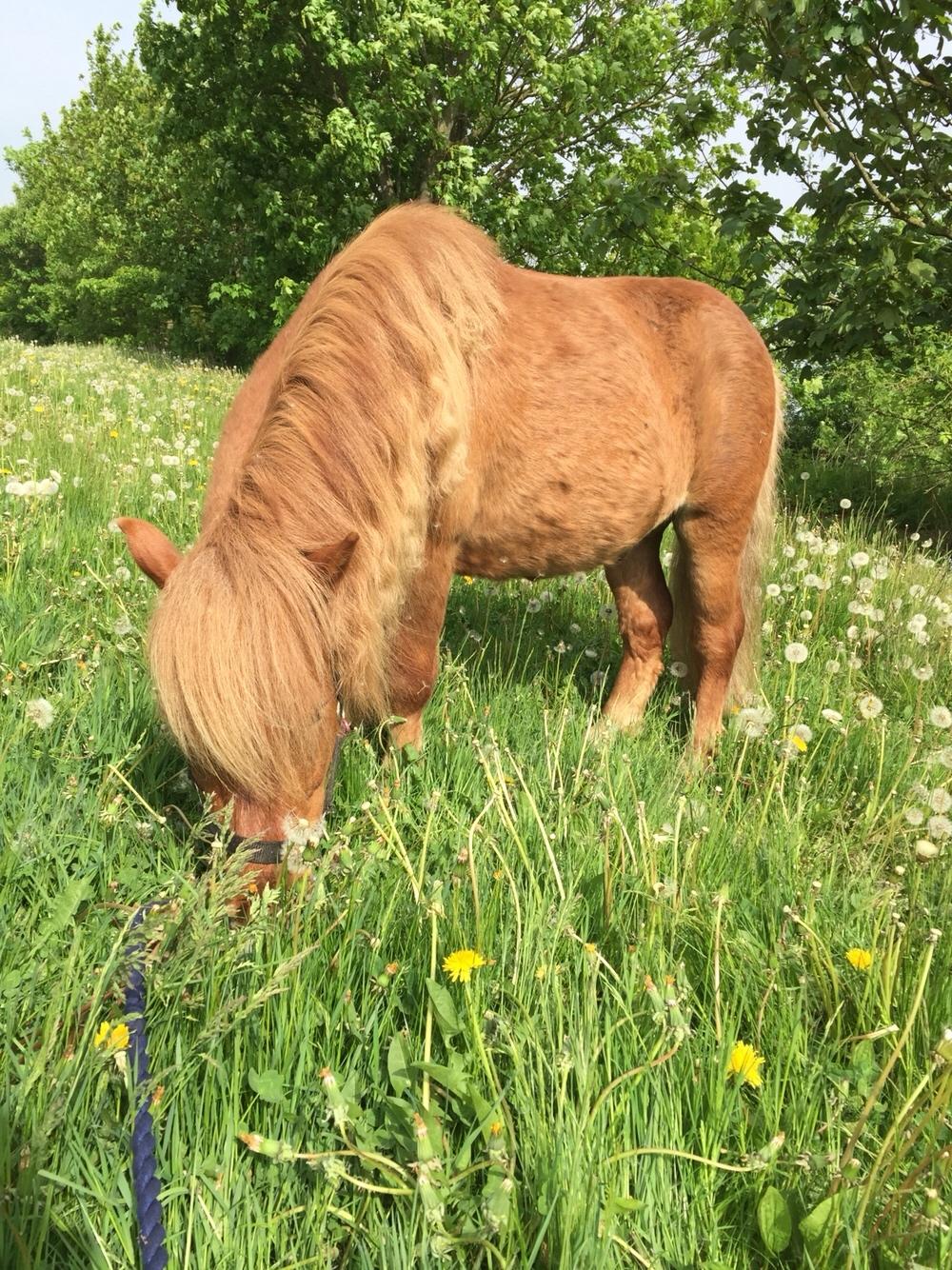Shetlænder Bølle <3 billede 12