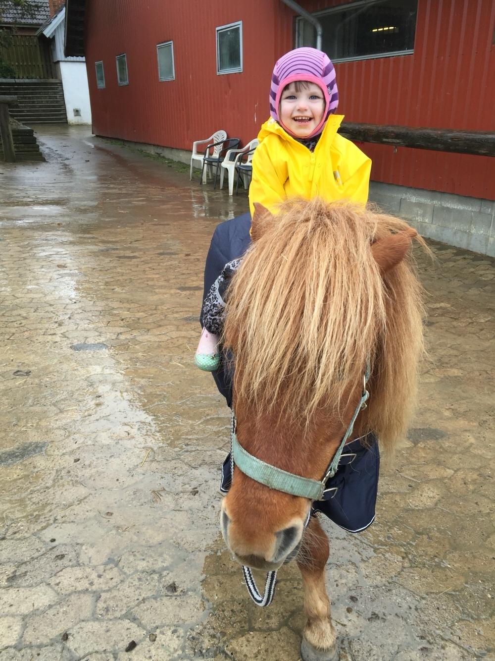 Shetlænder Bølle <3 billede 15