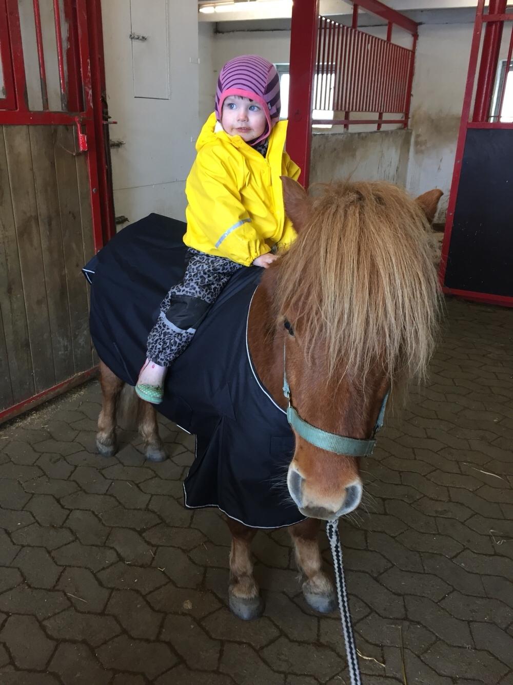 Shetlænder Bølle <3 billede 16