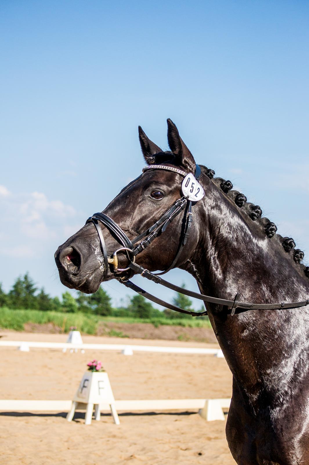 Trakehner Her Hershey Rimpler billede 1