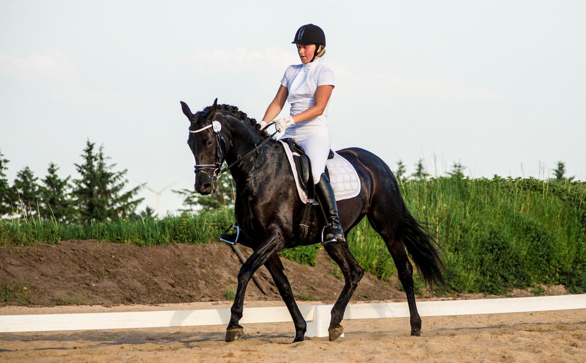 Trakehner Her Hershey Rimpler billede 17