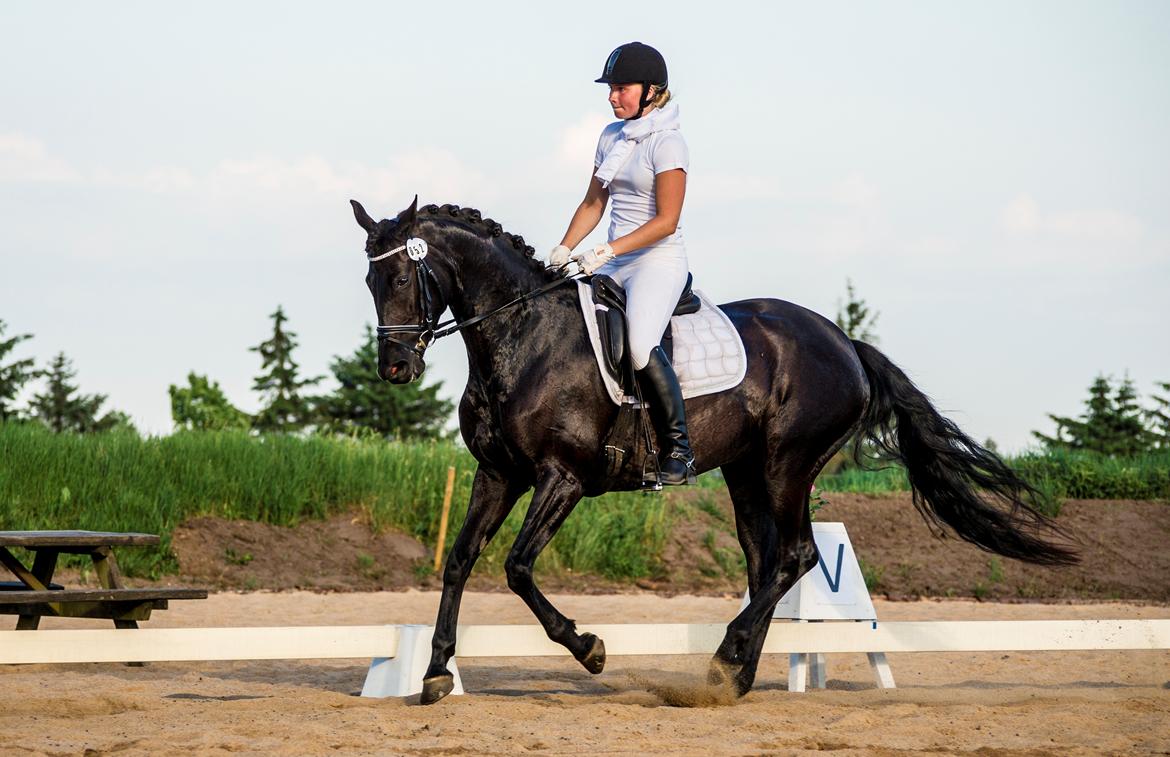 Trakehner Her Hershey Rimpler billede 18