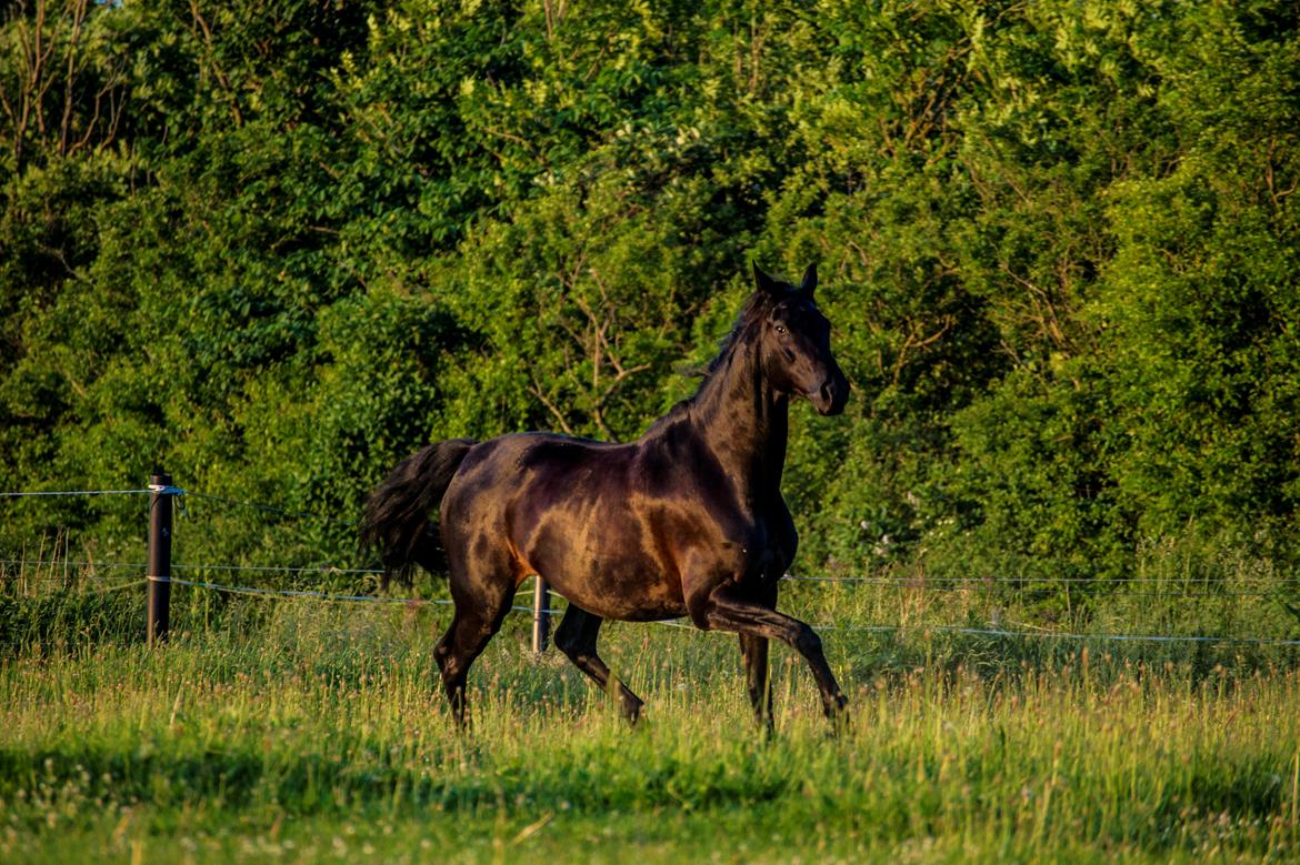 Trakehner Her Hershey Rimpler billede 19