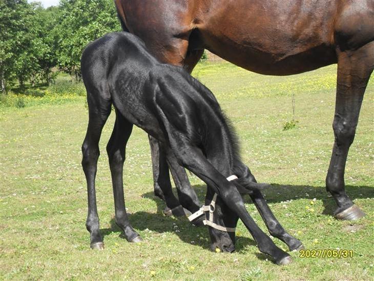 Trakehner Her Hershey Rimpler billede 3