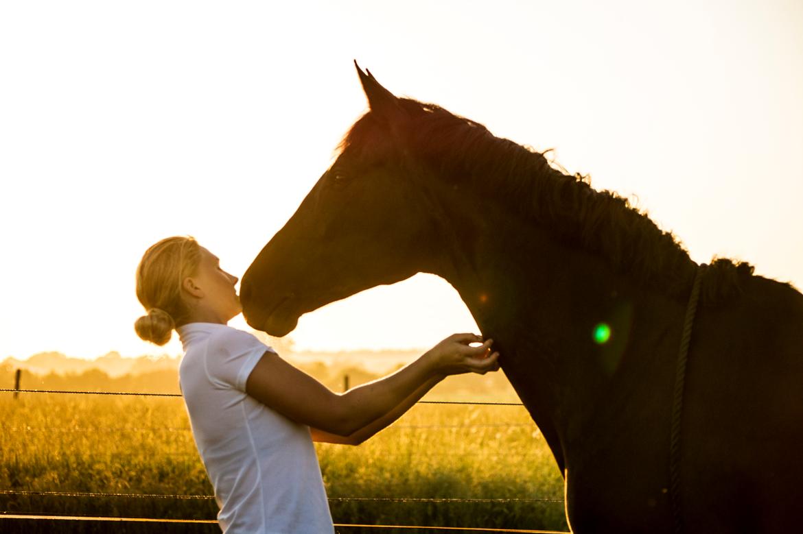 Trakehner Her Hershey Rimpler billede 4