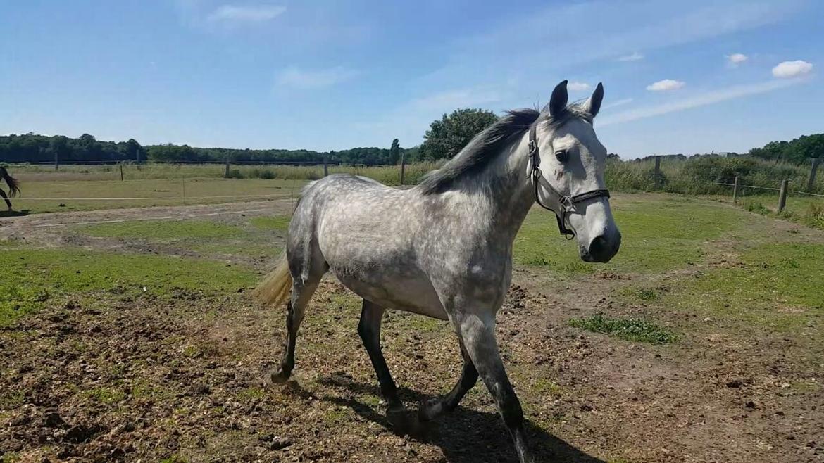 Oldenborg Mølgaards Hilleray billede 2