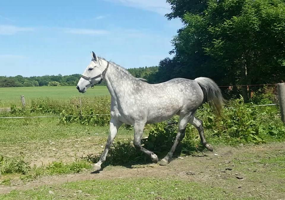 Oldenborg Mølgaards Hilleray billede 4