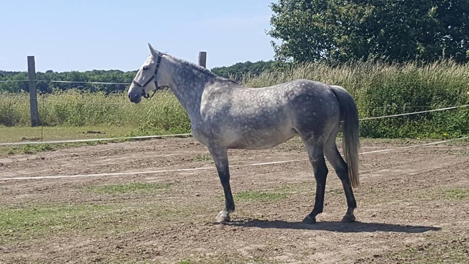 Oldenborg Mølgaards Hilleray billede 5