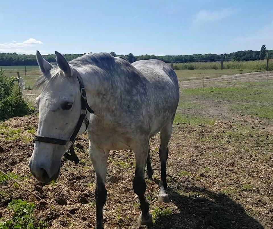 Oldenborg Mølgaards Hilleray billede 6