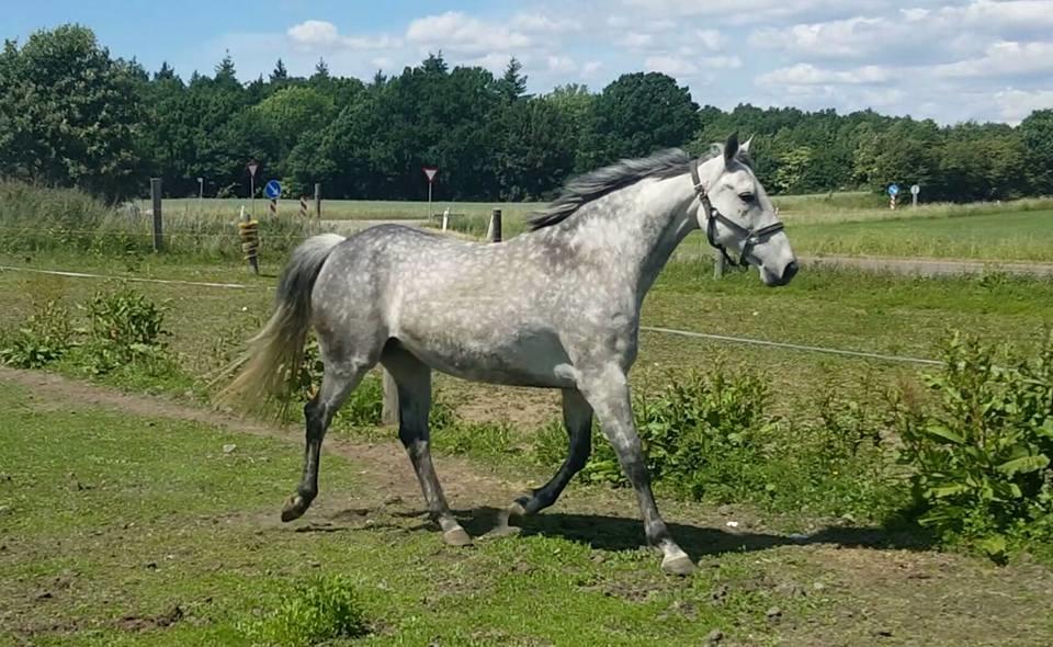 Oldenborg Mølgaards Hilleray billede 7