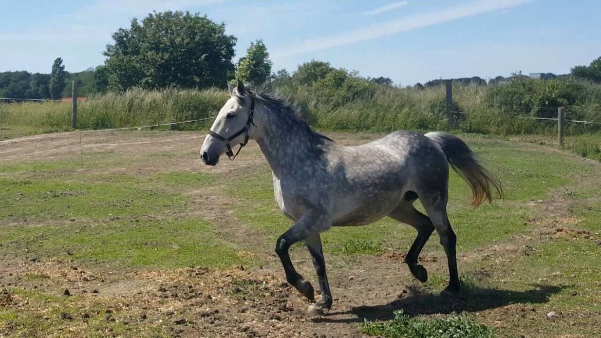 Oldenborg Mølgaards Hilleray billede 8