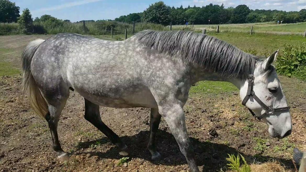 Oldenborg Mølgaards Hilleray billede 9