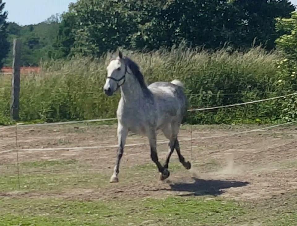 Oldenborg Mølgaards Hilleray billede 10