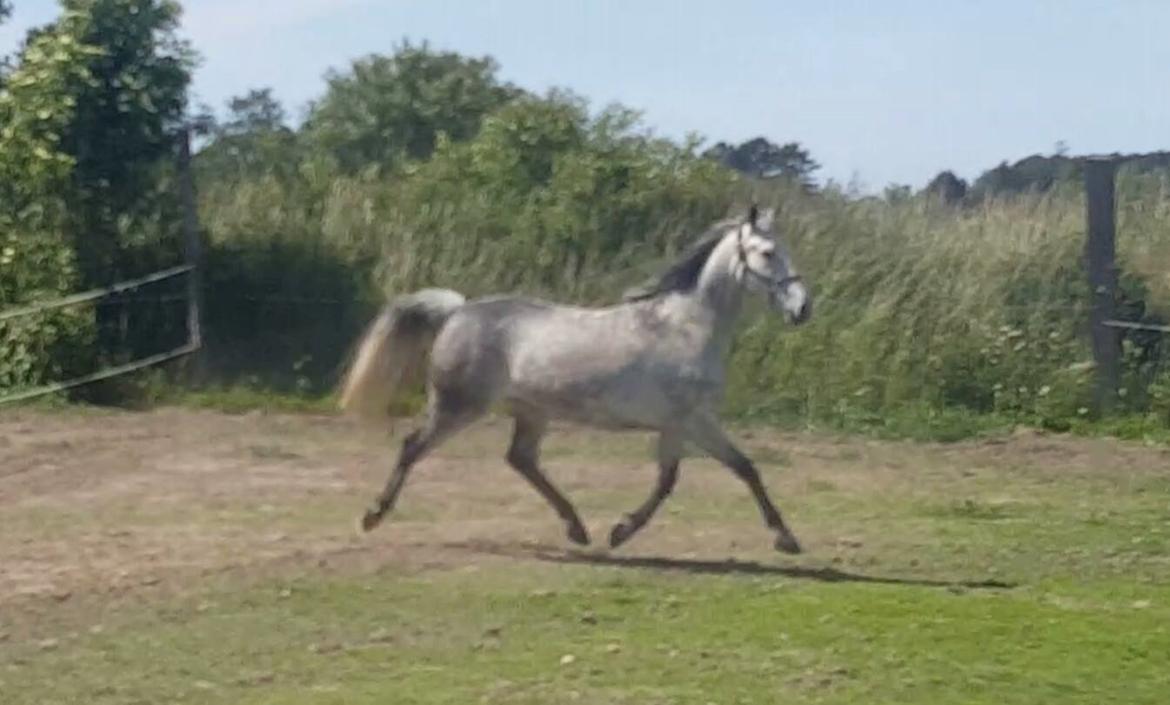 Oldenborg Mølgaards Hilleray billede 11