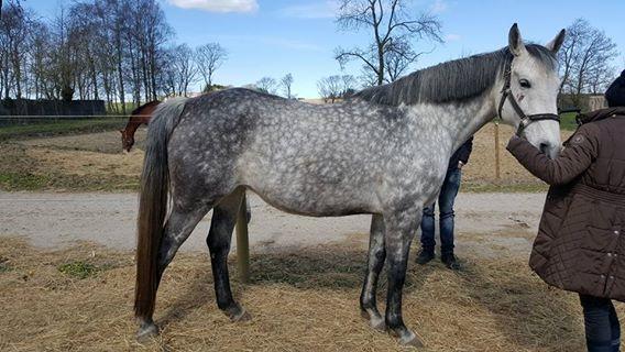 Oldenborg Mølgaards Hilleray billede 12