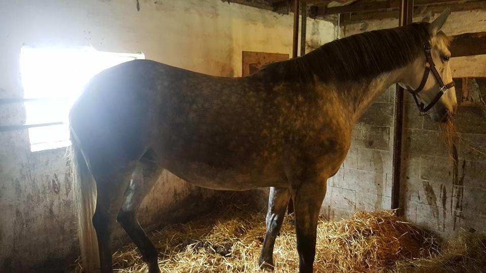 Oldenborg Mølgaards Hilleray billede 13