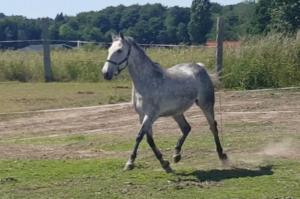 Oldenborg Mølgaards Hilleray billede 14