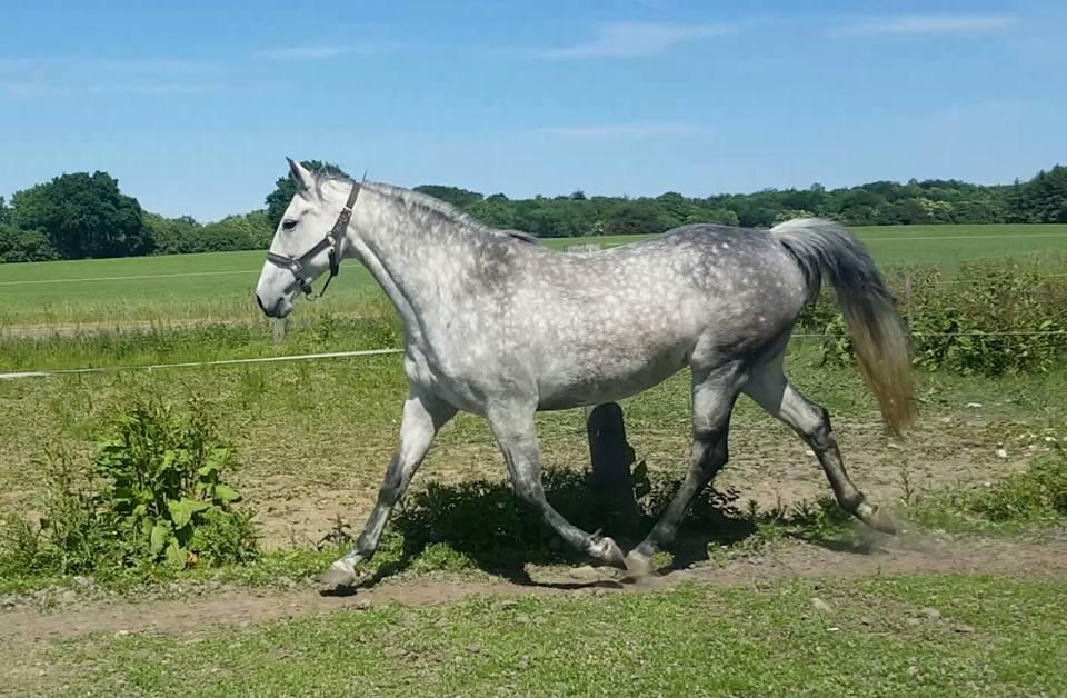 Oldenborg Mølgaards Hilleray billede 3