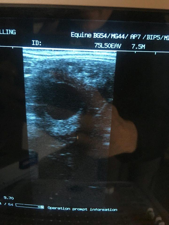 Oldenborg Mølgaards Hilleray billede 16