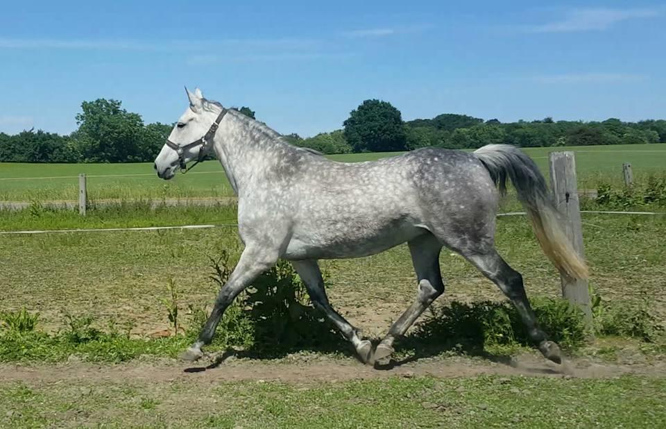 Oldenborg Mølgaards Hilleray billede 1