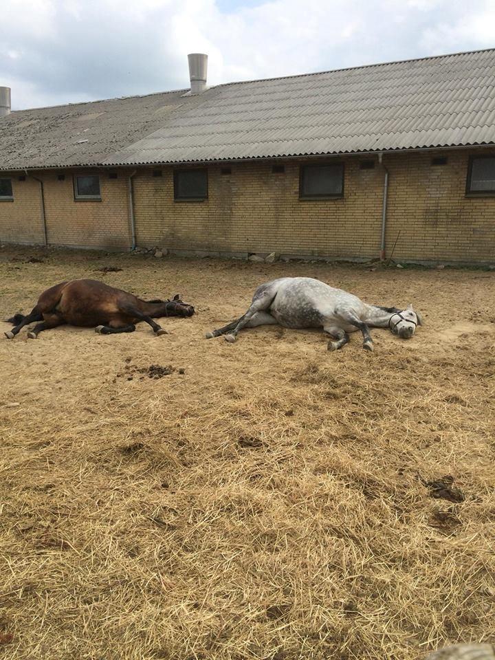 Oldenborg Mølgaards Hilleray billede 17