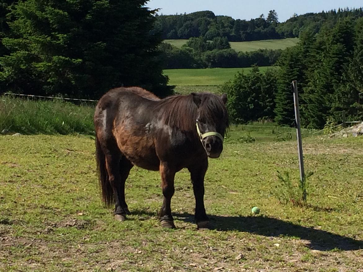 Shetlænder Mulle.  billede 14
