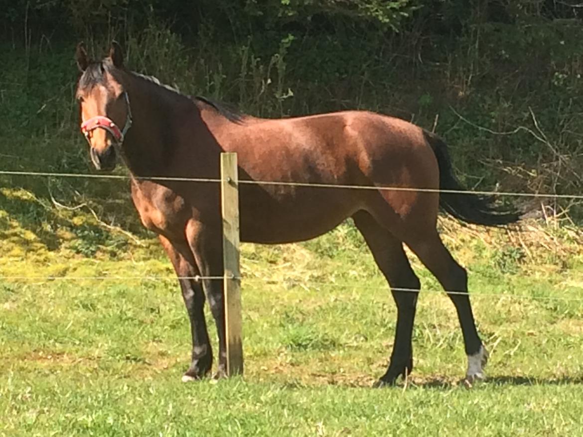 Anden særlig race Darling  billede 16