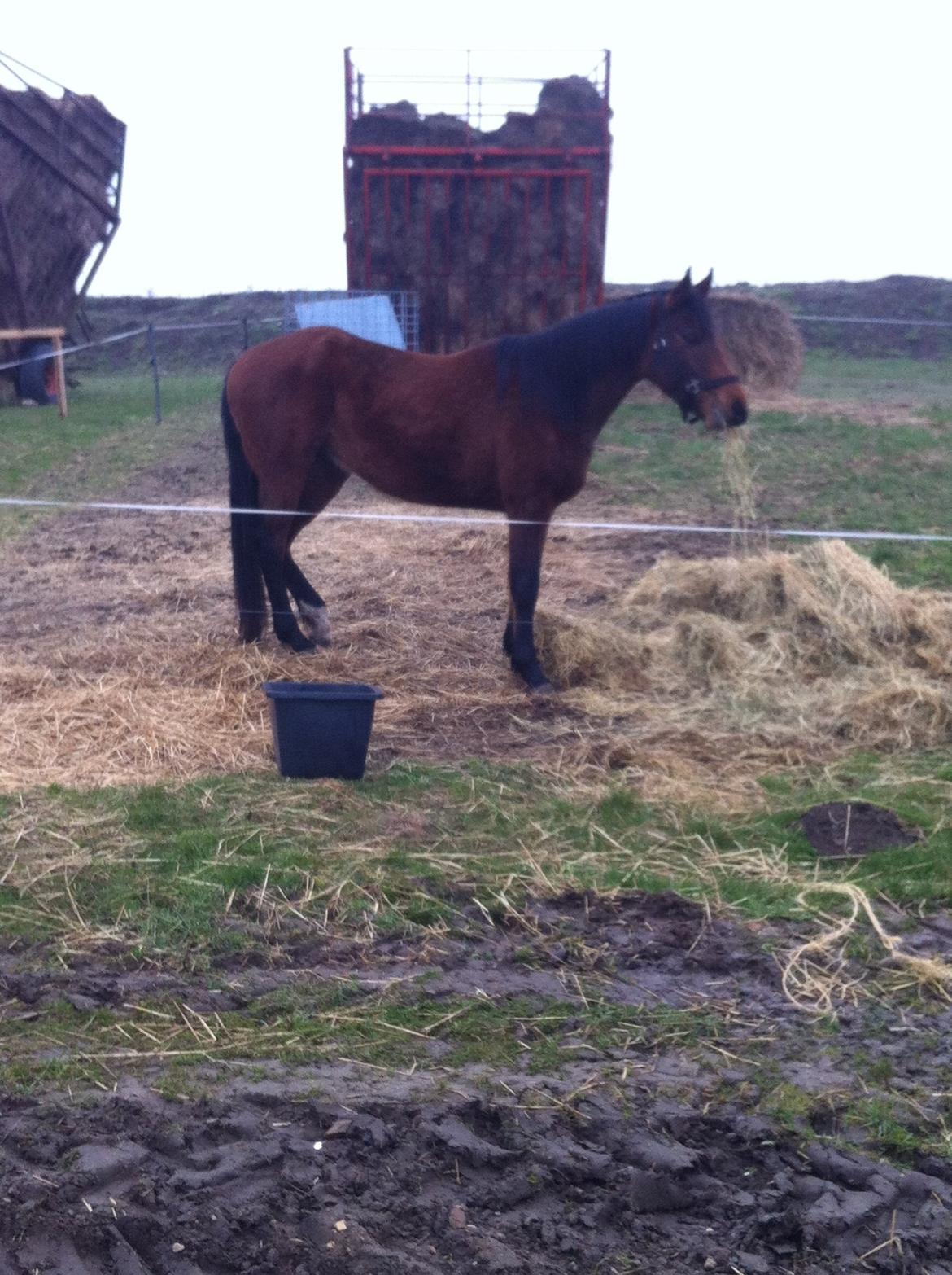 Anden særlig race Darling  billede 7