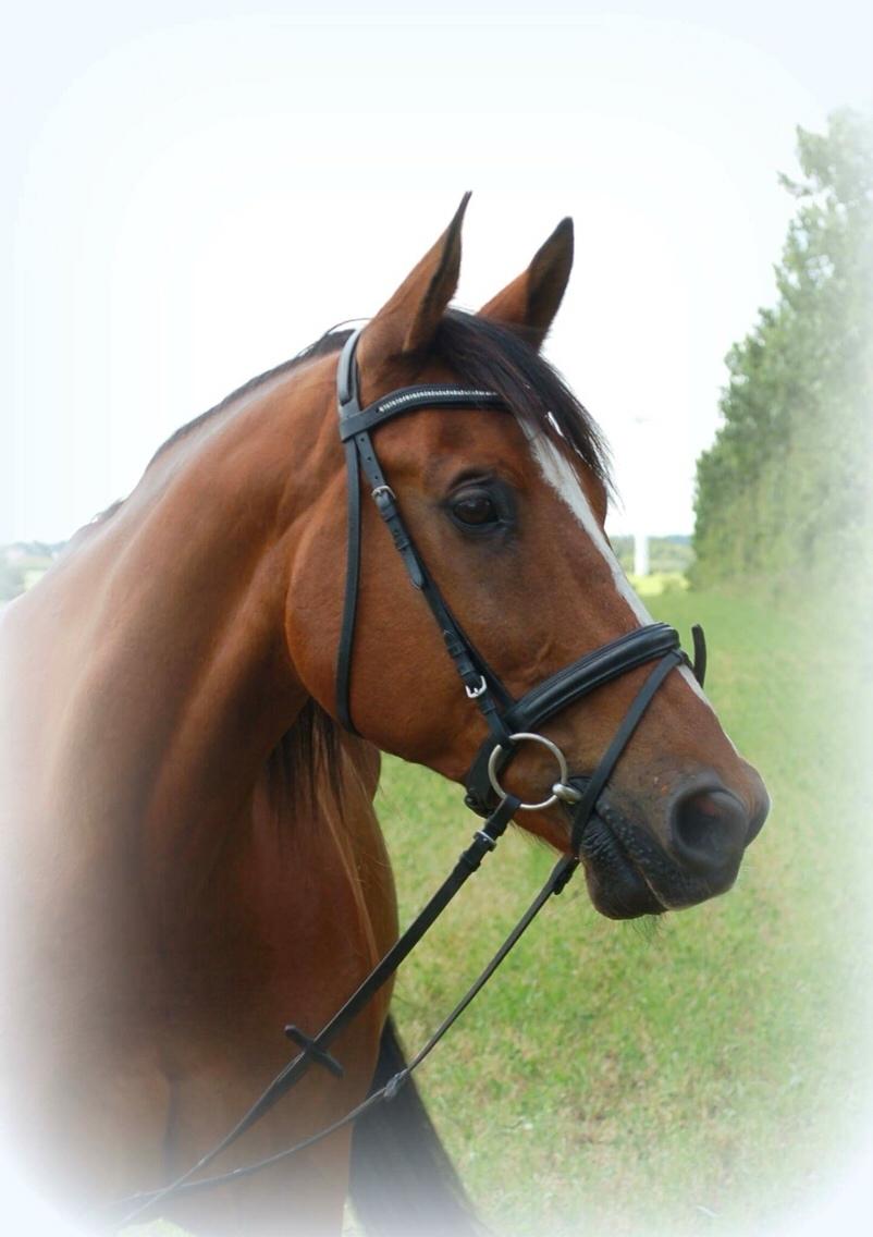 Anden særlig race Enggaarden's Prince billede 14