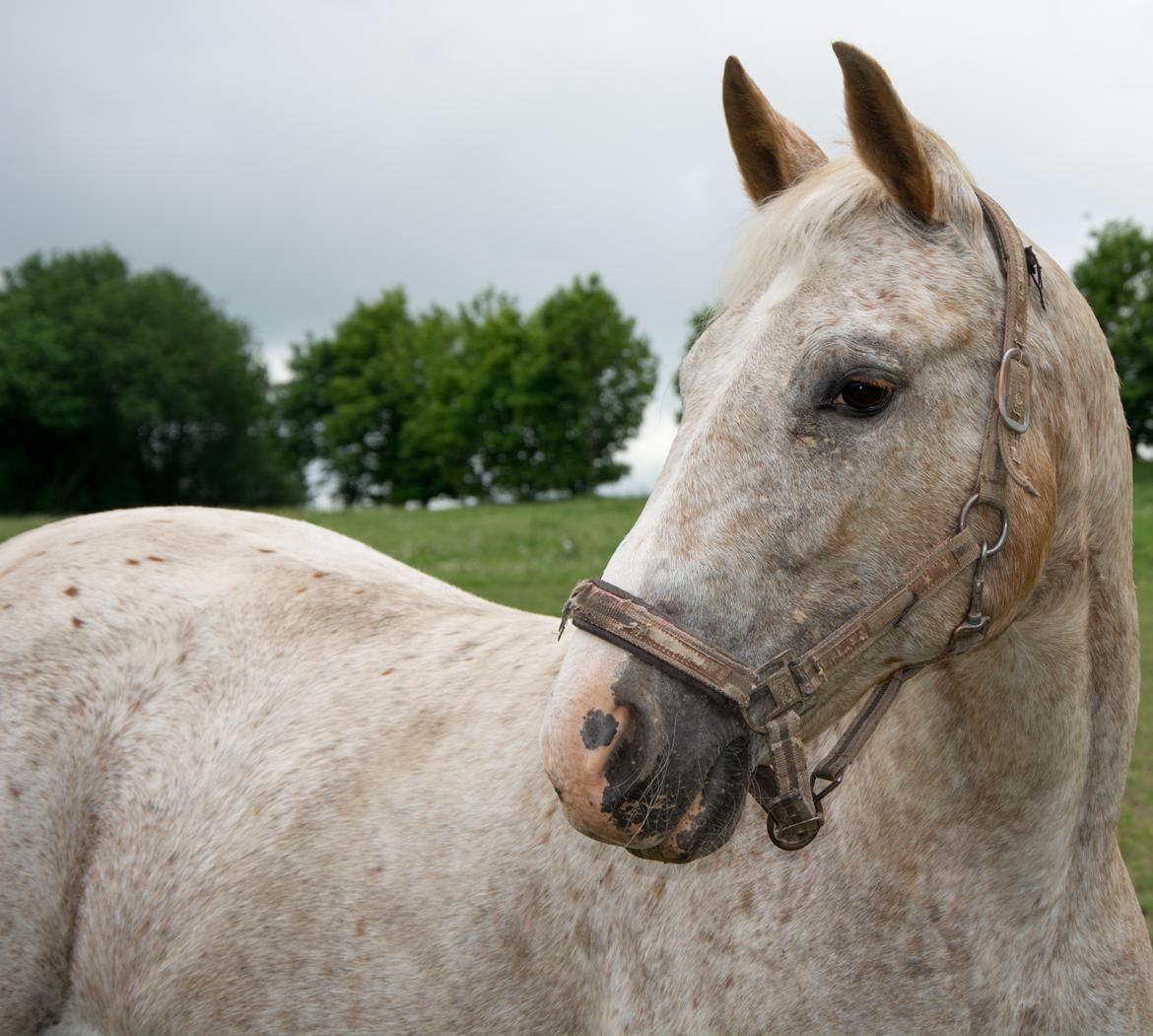 Anden særlig race Athene - Athene maj 2016 billede 1