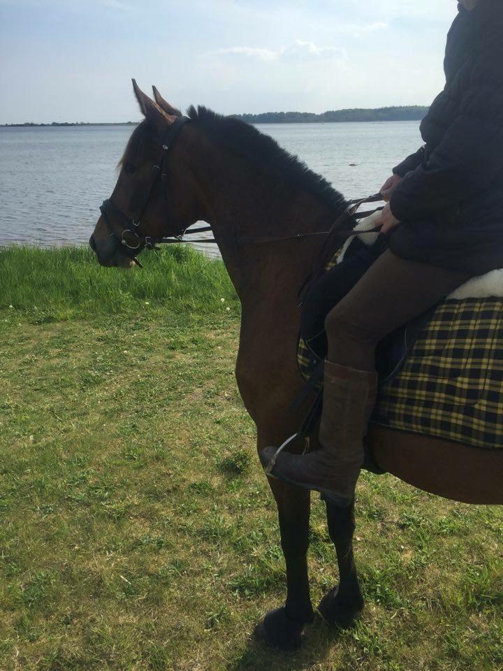 Traver Rain Man H billede 18