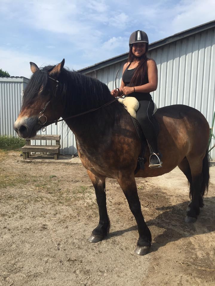 Nordsvensk Skovhest Nanny billede 18