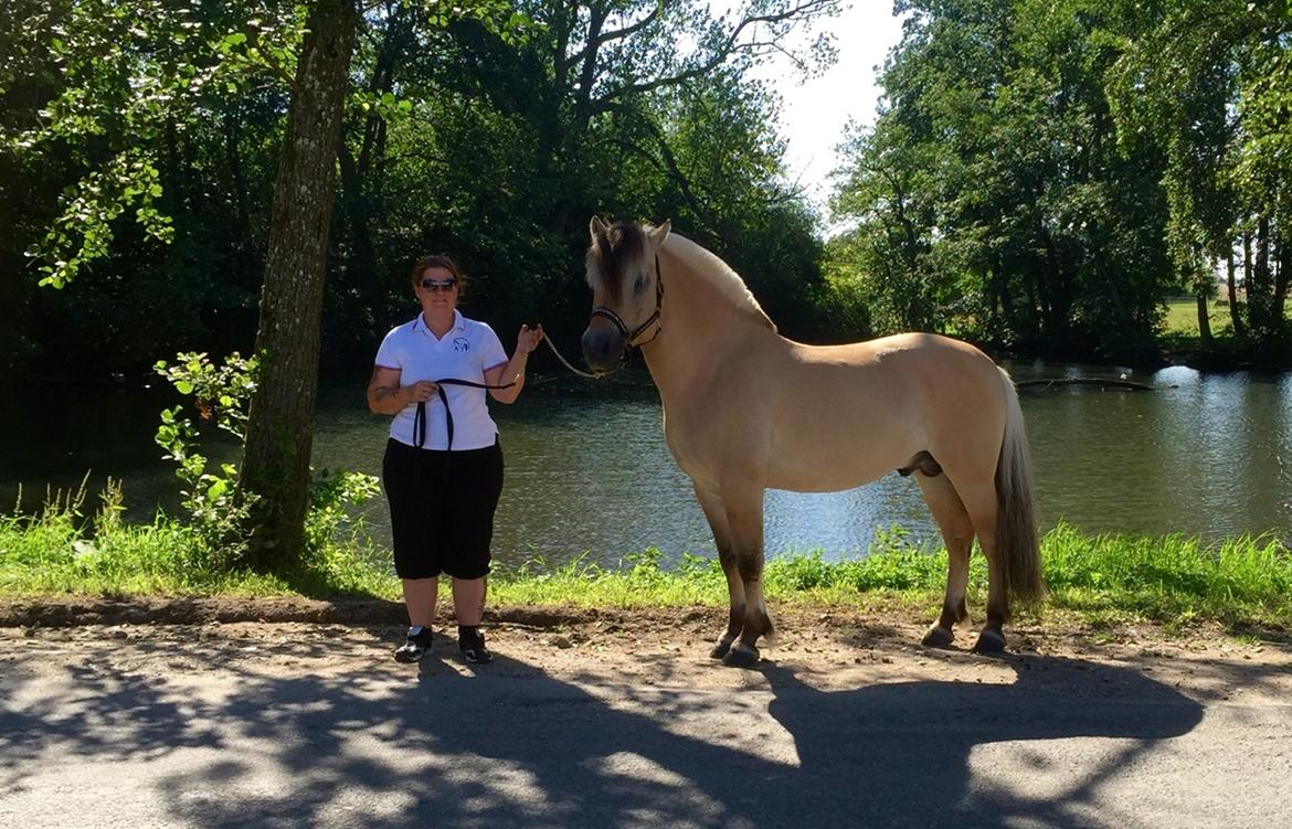 Fjordhest Ecko Frølunde billede 12