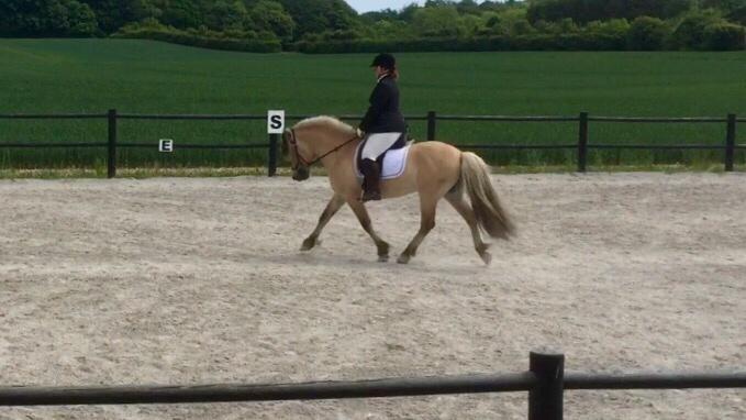 Fjordhest Ecko Frølunde billede 16