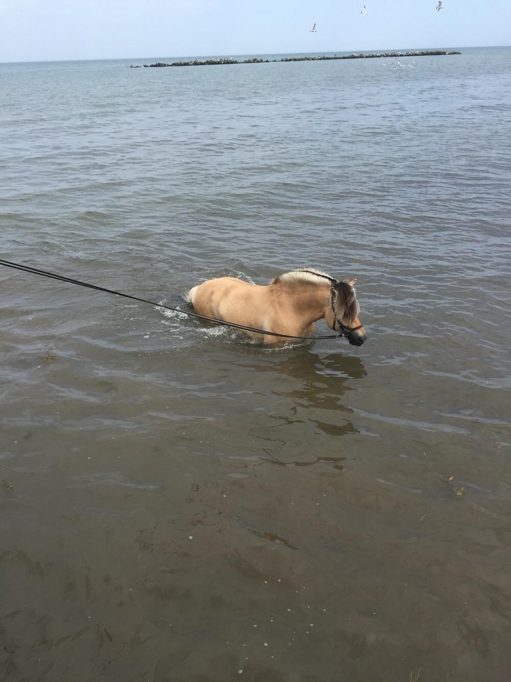 Fjordhest Ecko Frølunde billede 17