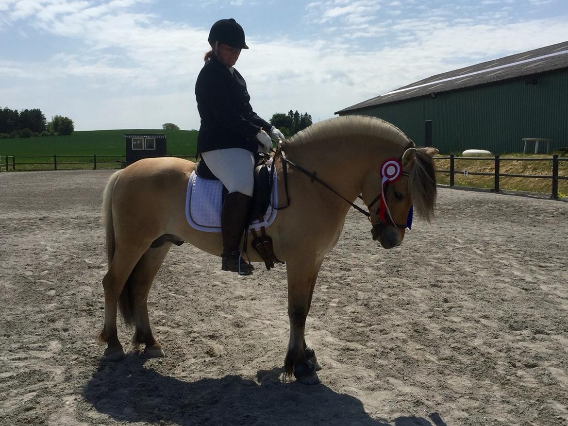 Fjordhest Ecko Frølunde billede 15