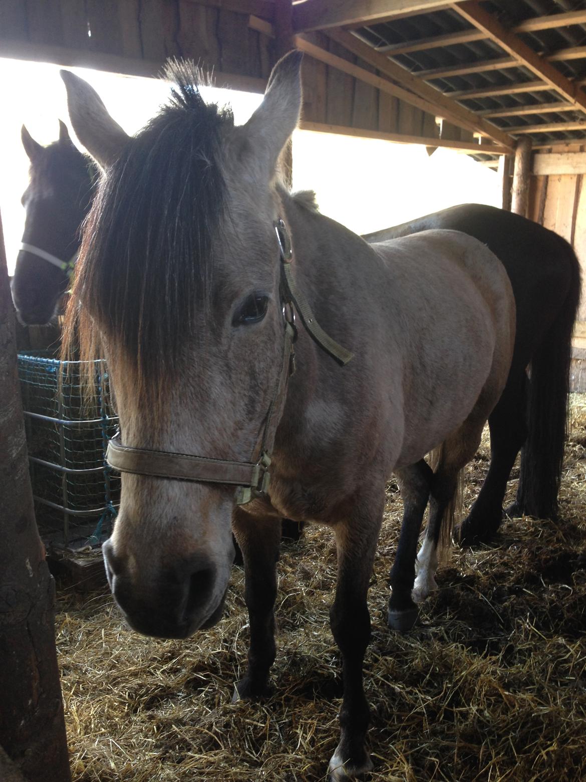 DSP CharlottenBorgs Pegasus - Cute pony billede 13