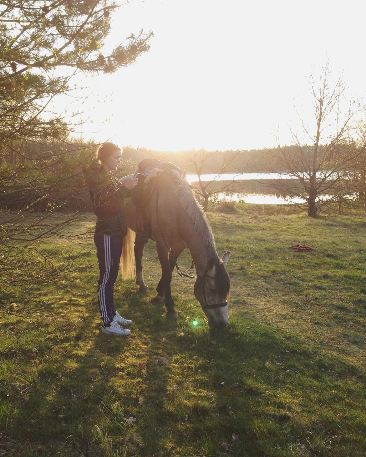 DSP CharlottenBorgs Pegasus - Nede ved søen, skøn tur! billede 5