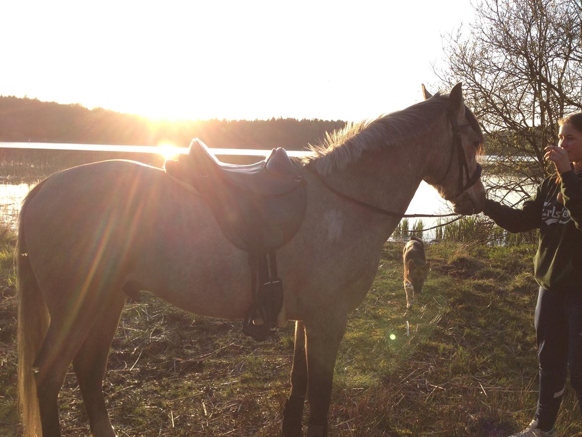 DSP CharlottenBorgs Pegasus billede 10