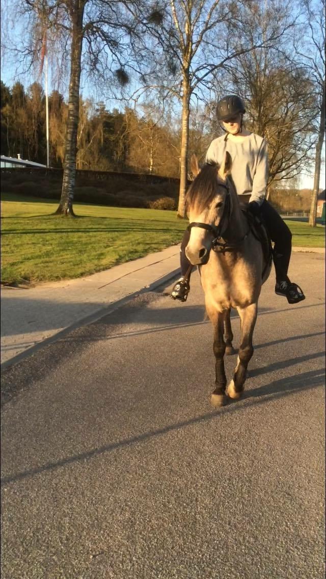 DSP CharlottenBorgs Pegasus - Anden gang på ryggen billede 7