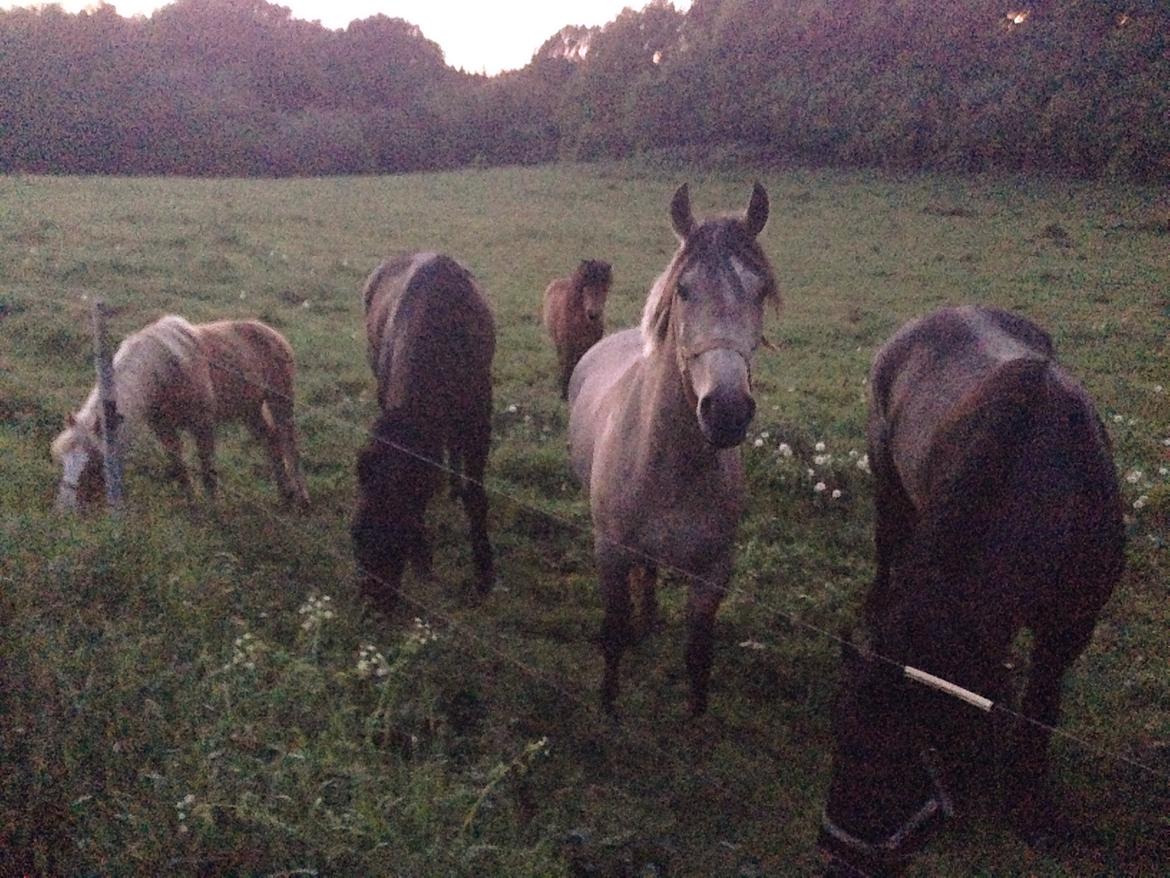 DSP CharlottenBorgs Pegasus - Lige oppe en sen aften og sige hej billede 9