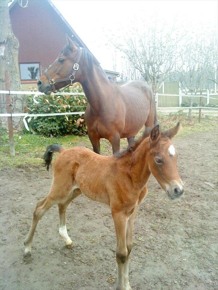 DSP CharlottenBorgs Pegasus - Få timer gammel billede 11