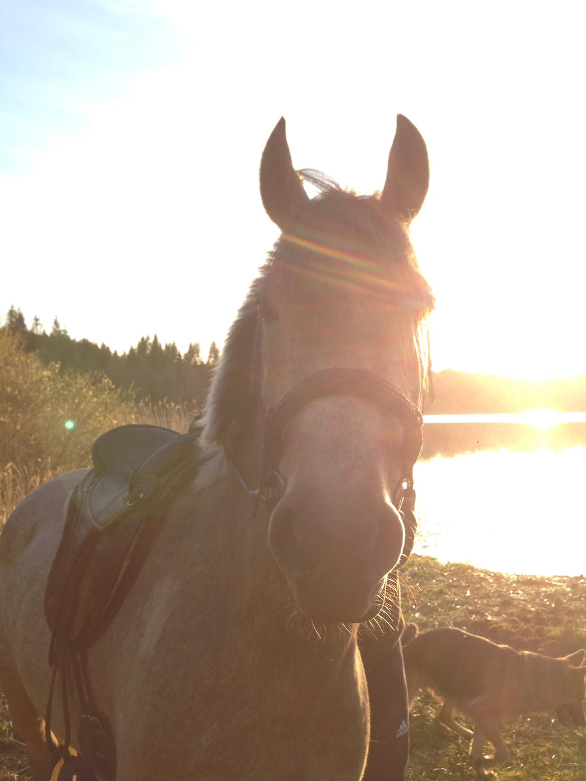 DSP CharlottenBorgs Pegasus billede 14