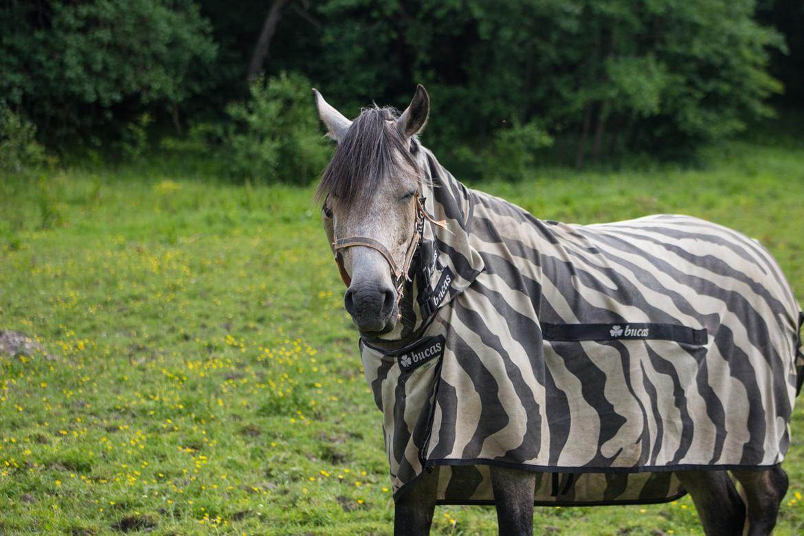 DSP CharlottenBorgs Pegasus - Foto: Mig/Emma Lindgreen Photography billede 12