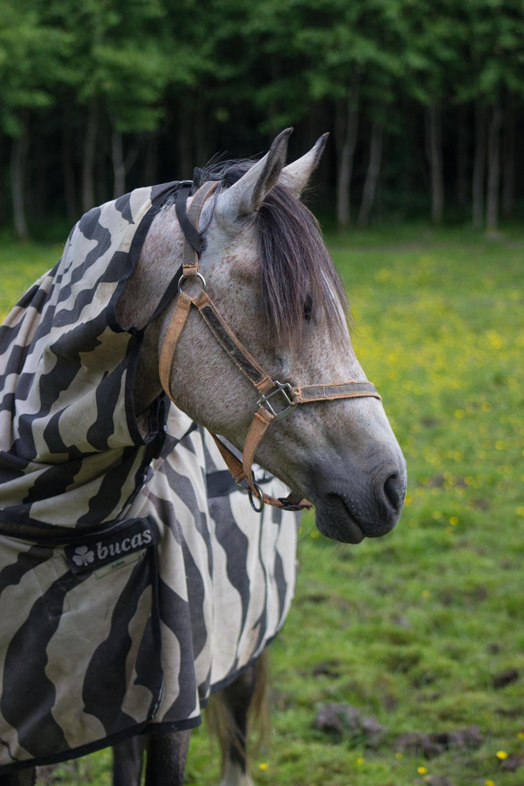 DSP CharlottenBorgs Pegasus billede 6